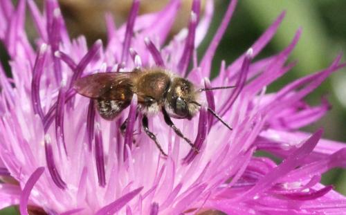 Réf. 316 193 : Osmia sp.